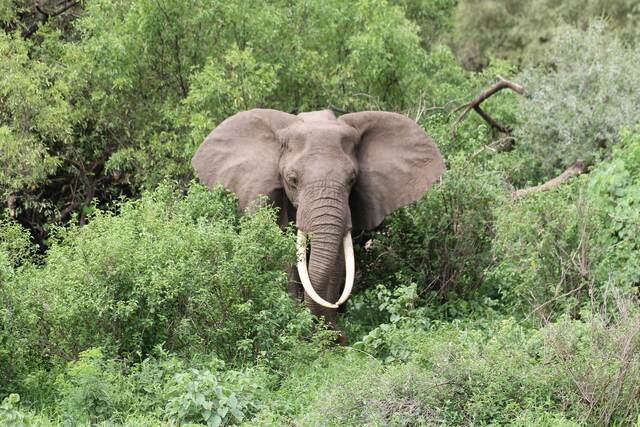 Mare Peil koos tütre perega Tansaanias Evald Oviri radadel